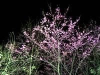 2014燦爛的櫻花季