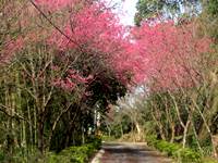2014燦爛的櫻花季