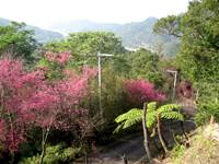 2014燦爛的櫻花季