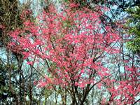 2014燦爛的櫻花季