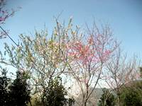 2014燦爛的櫻花季